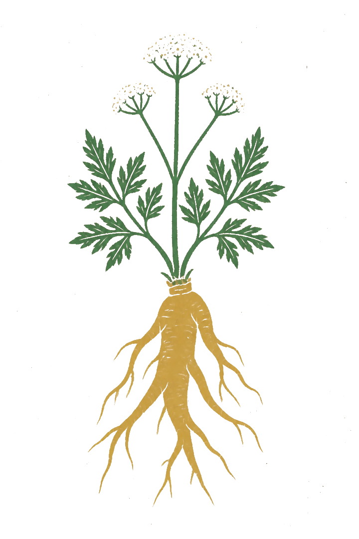 扁平套色风格当归图