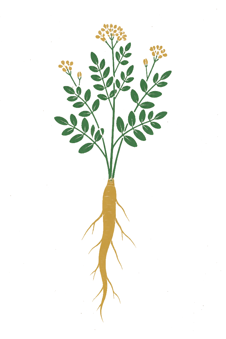 扁平套色风格黄芪图