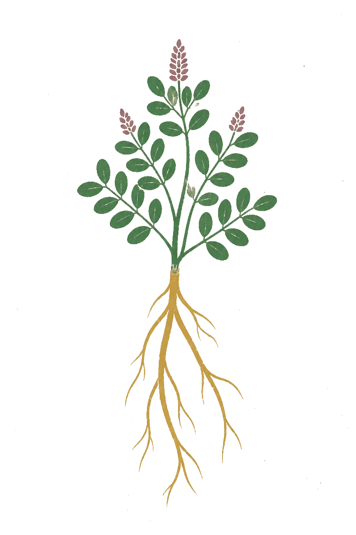 扁平套色风格甘草图